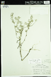 Rorippa palustris subsp. palustris image