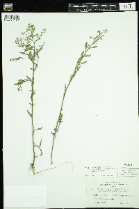 Rorippa palustris subsp. palustris image