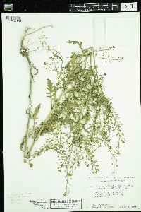 Rorippa palustris subsp. palustris image