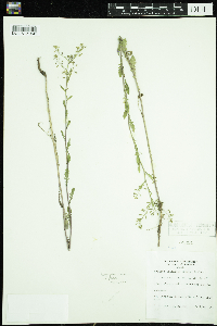 Rorippa palustris subsp. palustris image