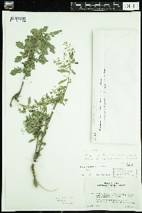 Rorippa palustris subsp. palustris image
