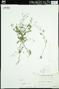 Rorippa palustris subsp. palustris image