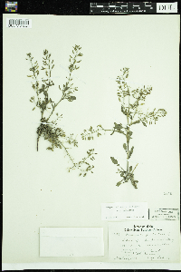 Rorippa palustris subsp. palustris image