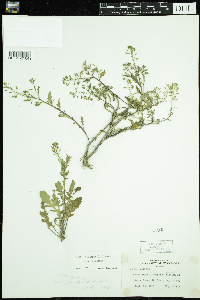 Rorippa palustris subsp. palustris image