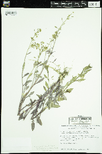 Rorippa palustris subsp. palustris image