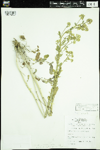 Rorippa palustris subsp. palustris image