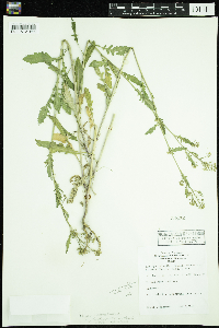 Rorippa palustris subsp. palustris image