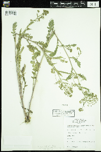 Rorippa palustris subsp. palustris image