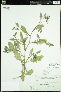 Rorippa palustris subsp. palustris image