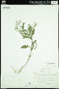Rorippa palustris subsp. palustris image