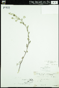 Rorippa palustris subsp. palustris image