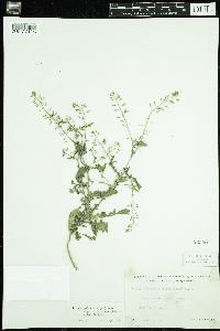 Rorippa palustris subsp. palustris image