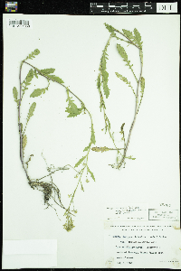 Rorippa palustris subsp. palustris image