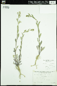 Rorippa palustris subsp. palustris image
