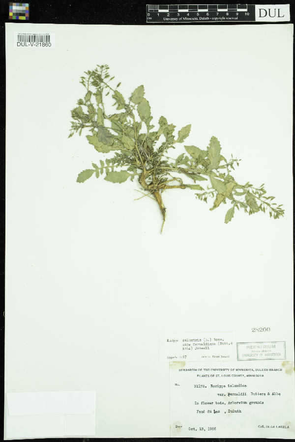 Rorippa palustris image