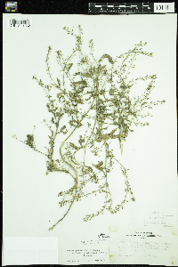 Rorippa palustris subsp. hispida image