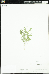 Rorippa palustris subsp. palustris image