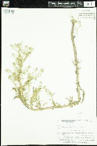 Rhododendron groenlandicum image