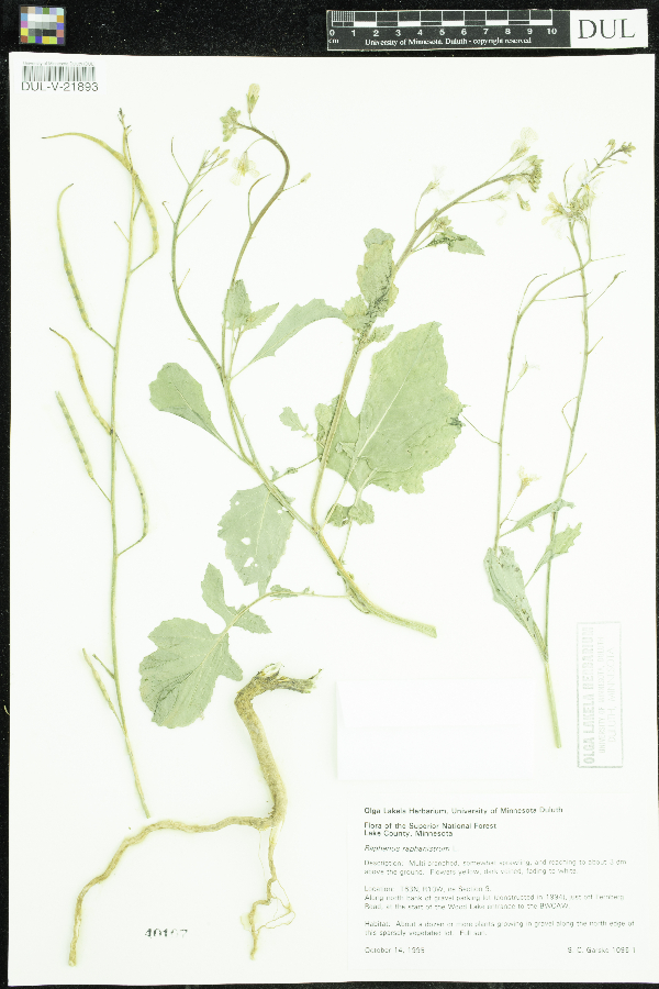 Raphanus raphanistrum image