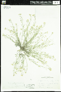 Physaria arenosa image