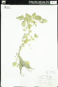 Nasturtium officinale image