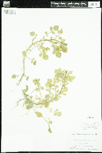 Nasturtium officinale image