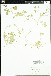 Nasturtium officinale image