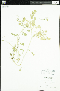 thumbnail image of current specimen