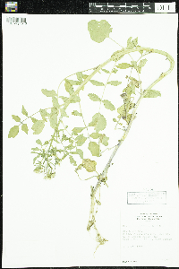 Nasturtium officinale image