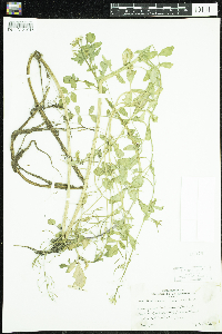 Nasturtium officinale image