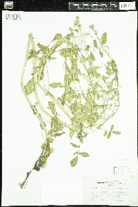 Nasturtium officinale image
