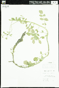 thumbnail image of current specimen