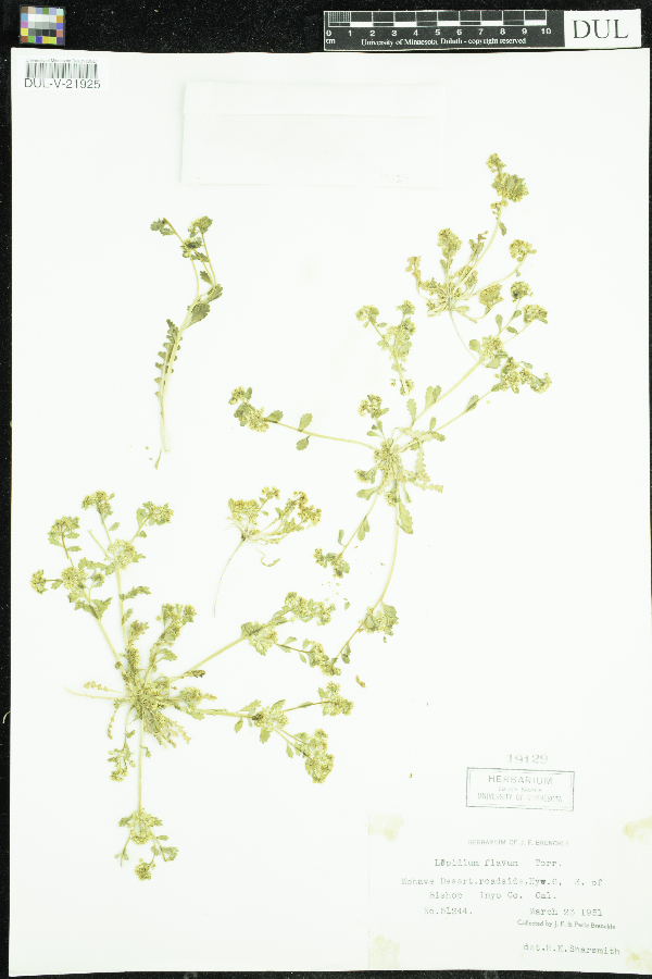 Lepidium flavum image