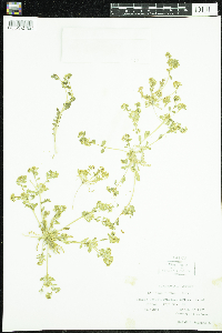 Media resource of Lepidium flavum