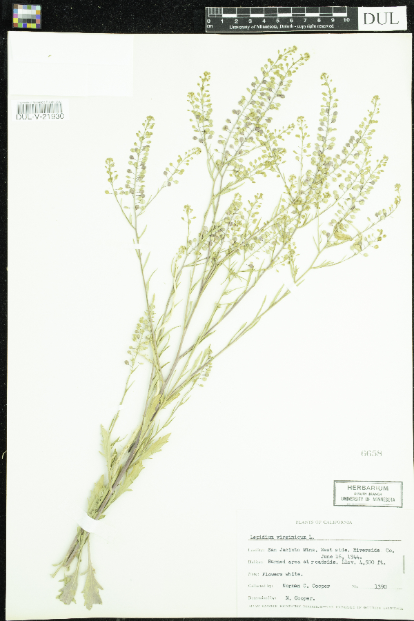 Lepidium virginicum image