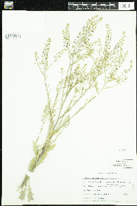 Image of Lepidium virginicum
