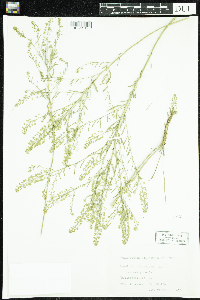 Lepidium virginicum image