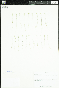 Lepidium virginicum image