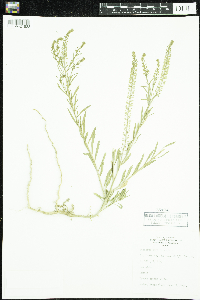 Lepidium virginicum image