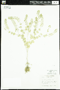 Media resource of Lepidium perfoliatum