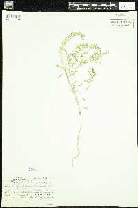 Lepidium densiflorum image