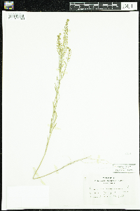 Lepidium densiflorum image