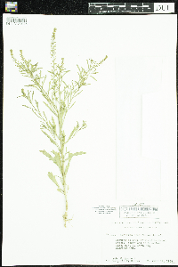 Lepidium densiflorum image