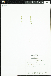 Lepidium densiflorum image