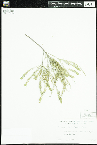 Lepidium densiflorum image
