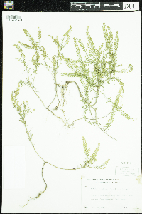 Lepidium densiflorum image