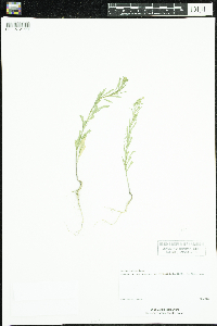 Lepidium densiflorum image