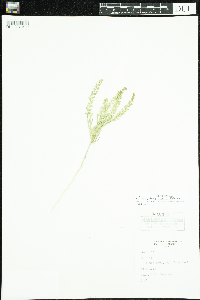Lepidium densiflorum image