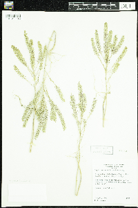 Lepidium densiflorum image