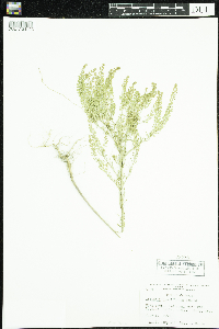 Lepidium densiflorum image